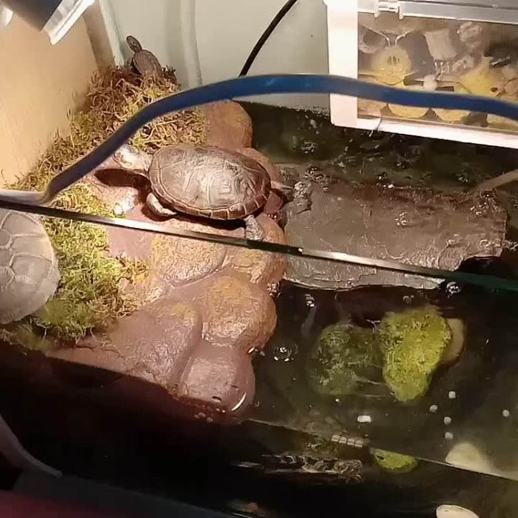 Plataforma para tomar el sol con isla flotante magnética para tortugas pequeñas, Small