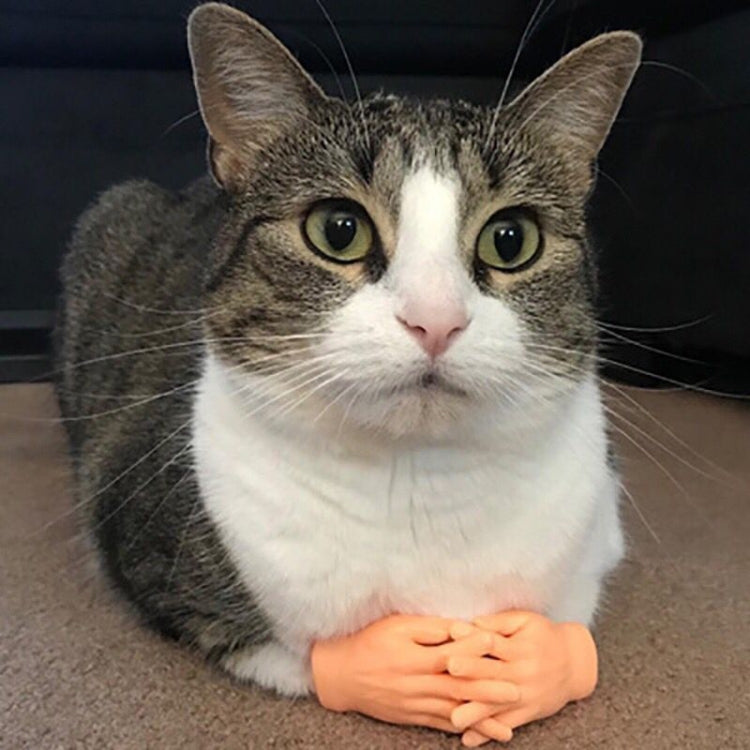 3 uds. Cunas de masaje para mascotas y guantes para gatos, Massage Finger