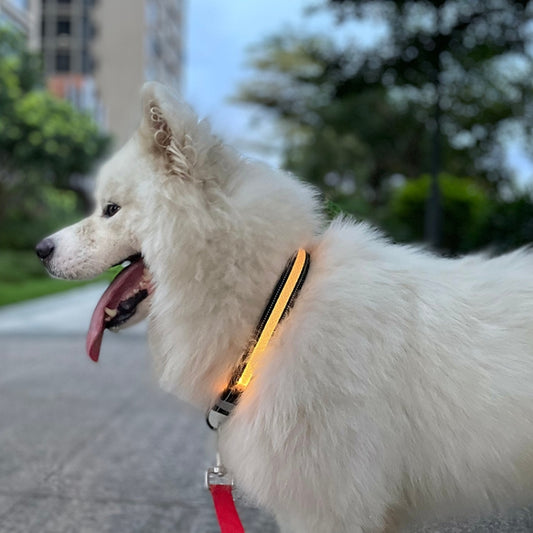 Collar de iluminación LED recargable resistente al desgaste e impermeable para mascotas, tamaño:, XS, S, M, L