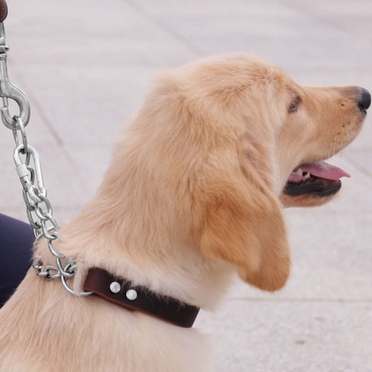 Collar de cadena para perro de cuero con forma de media P, M, L, XL